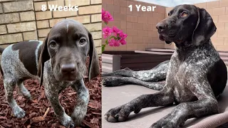 Watch My Puppy Grow | 8 Weeks To 1 Year Compilation | Bring Tissues | German Shorthaired Pointer