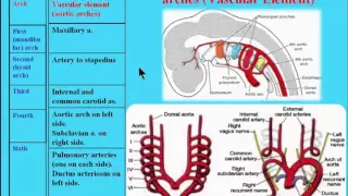 5  Derivatives of the pharyngeal arches vascular element