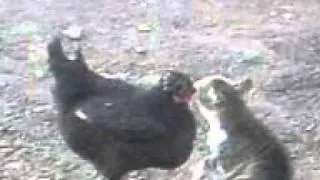 Кот целует курицу