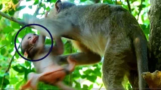 Oh God!!! Little Monkey Kidnapping Baby Justino Again| Baby Nearly Fall Down From Tree|So Pity baby