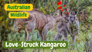 Love-struck kangaroo: male kangaroo's pursuit of love | Kosciuszko National Park
