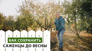 Как правильно прикопать саженцы, чтобы сохранить их до весны