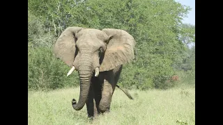 Leopard hunting in The Save Valley