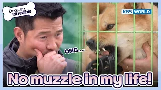 The muzzle is on properly this time?🙏 [Dogs are incredible : EP.175-4] | KBS WORLD TV 230620