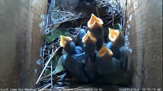 Feeding Time: Purple Martin Chicks