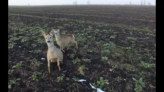Deux chevreuils qui essaient d'attraper le drone!