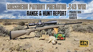 Mossberg Patriot Predator .243 Win  - Full Overview Range Test with Prairie Dog & Coyote Hunt in 4K