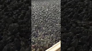 Frog Farming in China