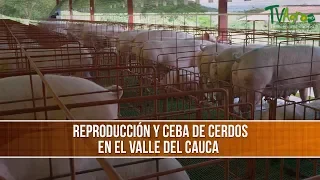 Caracteristicas Reproduccion y Ceba de Cerdos - TvAgro por Juan Gonzalo Angel