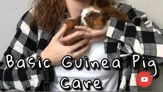 Basic Guniea Pig Care | Watch This Before Getting a Guinea Pig