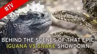 Iguana vs Snakes   Behind the Scenes   Planet Earth II Full Show