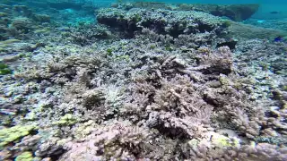 Steve Palumbi and Megan Morikawa Study Coral Reef Damage in American Samoa