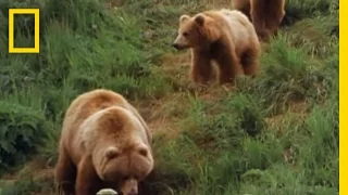 Mom Grizzly Teaches Her Cubs | National Geographic