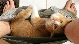 ПРИКОЛЫ С ЖИВОТНЫМИ / Хитрые кошки и собаки /#25/ Подборка смешных котов 2022 / Funny animals video