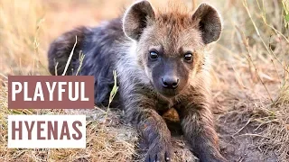 Happy Baby HYENAS Playing Compilation!