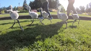 Go Baby Flamingos, Go!
