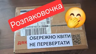 Розпаковка посилочки з квітами!😉#українськийконтент #петуния #живцювання