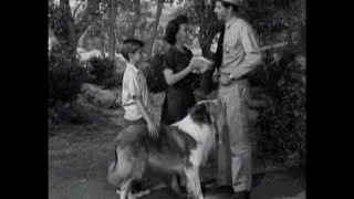 Lassie - Episode 36 - "The Rival" (Season 2 #10 - 11/13/1955)