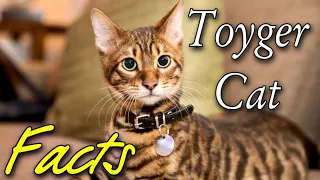 TOYGER - IS IT A HOME TIGER ??? Some facts about toyger cats. Toyger cat home. Animals