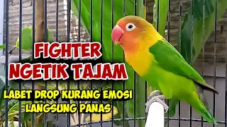 LOVEBIRD FIGHTER NGEKEK PANJANG NGETIK TAJAM PANCING EMOSI, LABET DROP KURANG BIRAHI LANGSUNG PANAS