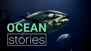 Save the Bluefin Tuna | Ocean Stories