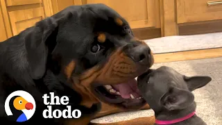 Rottweiler Gets A Tiny Puppy And Has The Most Surprising Reaction | The Dodo Little But Fierce