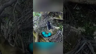 Nest with a secret entrance