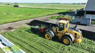 Gras hakselen 2023 | Brak | Chopping grass | Grassilage | New Holland | Volvo L60H | Holaras