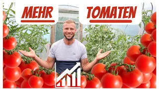 7 Tipps für eine reiche Tomaten-Ernte 🍅 Das musst DU tun ...