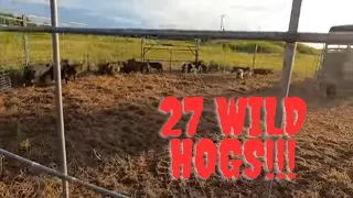 Trapped 27 wild hogs and your Sunday morning wild hog report with Muddyfeet