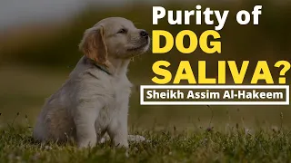 Is Dog Saliva Pure? | Sheikh Assim Al Hakeem