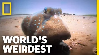 Fish Battle on Land | World's Weirdest