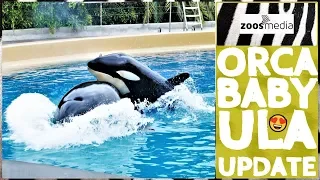ORCA BABY Ula: Update on her development in LORO PARQUE 😍 | zoos.media