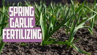 Best Garlic Fertilizing In Spring - How To Avoid Yellowing Of Garlic Leaves