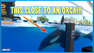 Island Feeling and a "Private" day in Loro Parque with Dolphins and Orcas   TUI MeinSchiff Cruise