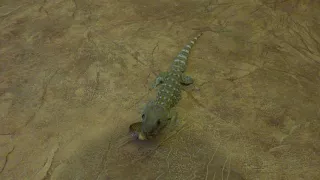 Геккон Токи (Gekko gecko) "в биотопе" ;)