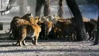 Siberian Tigers Fed Live Goat