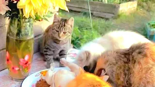 Пуся во сне устроила Пир на весь Мир для Всех Красивых Сердец 🎉❤️😻 #cats #dogs