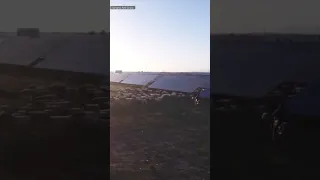 Herding sheep below photovoltaic panels in China