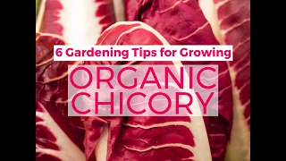 6 Tips for Growing Organic Chicory