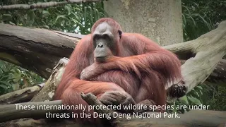 Parc National de Deng Deng: au cœur des pressions