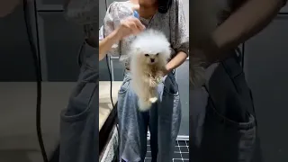 Pomeranian Haircut Transformation," /Pomeranian grooming teddy bear style