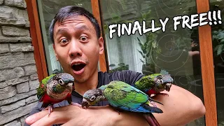 I Finally Released My Conures Into Our Giant Home Aviary - Oct. 3, 2022 | Vlog #1563