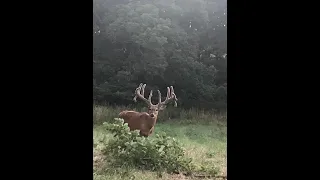 Crossbow hunt for giant whitetails