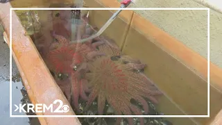 UW researchers hoping to save a sea star population nearly wiped out 10 years ago