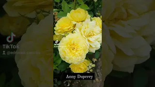 EDROSES/Троянда 🌹 Анні Дюпре (Anny Duperey, MEItongas, Yellow Meilove ), Meilland Франція, 2006.Шраб