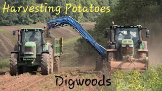 Harvesting Potatoes | Digwoods