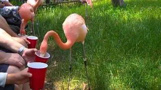 Feeding the Flamingos "Back Stage" at the San Diego Zoo