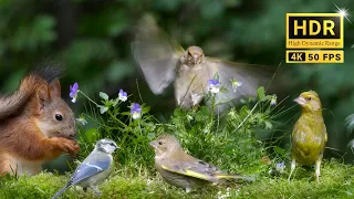 79min of Nature Escape with Adorable Little Birds, Red Squirrels and Forest Bird Sounds (4K HDR)