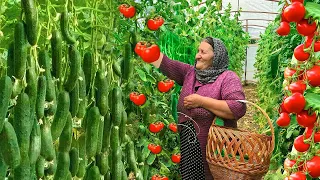 Mix of Tomato, Cucumber and Corn Harvests! Storing Vegetables For Winter!